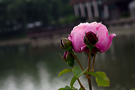 唯美月季花,美轮美奂月季花