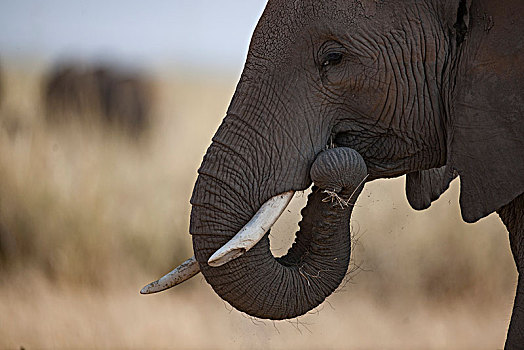 非洲大象100