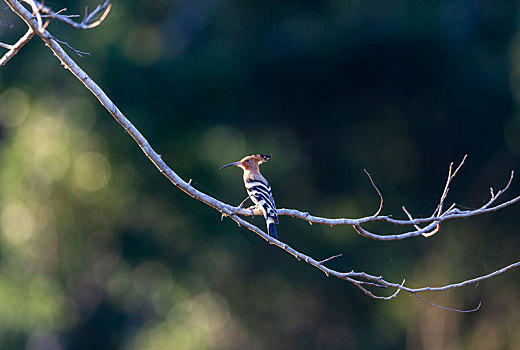栖息在树枝上等待时机捕食昆虫的戴胜鸟