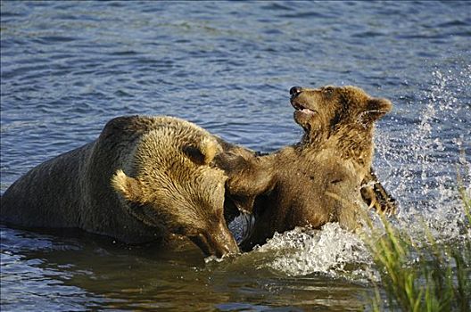 阿拉斯加,棕熊,两个,幼仔,玩耍,争斗,卡特麦国家公园,美国