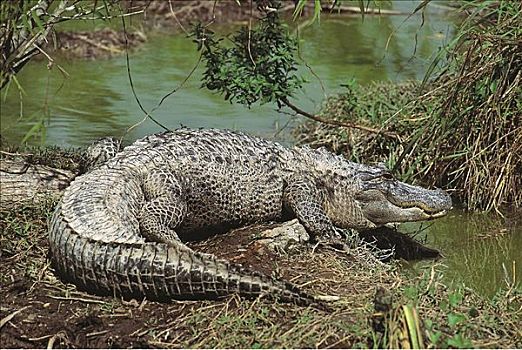 鳄鱼,大沼泽地国家公园,佛罗里达,美国,北美,动物