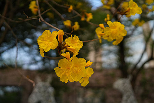 羊城广州天河公园黄色风铃花盛开