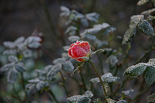 玫瑰,冬天