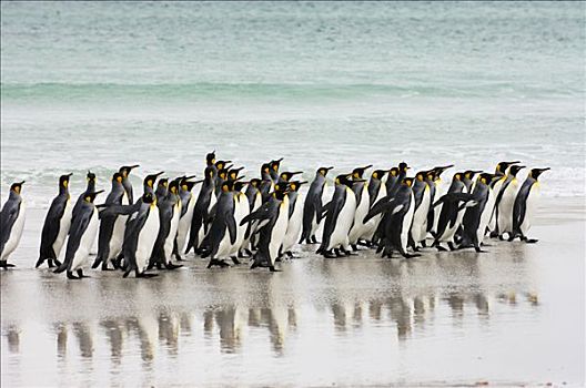 帝企鹅,群,海洋,自愿角,东福克兰,岛屿,福克兰群岛