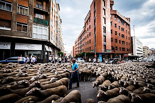 大,羊群,街道,城市,索里亚,迁徙,卡斯蒂利亚,西班牙,欧洲