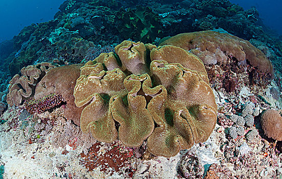 珊瑚,小,岛屿,印度尼西亚,亚洲