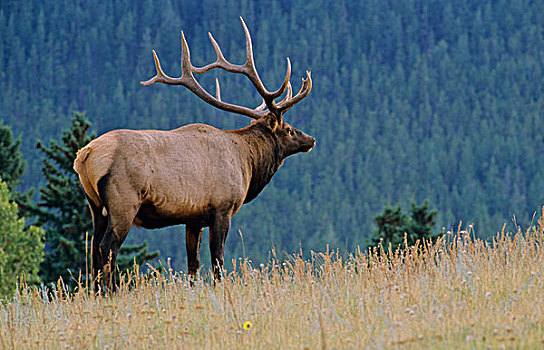 麋鹿,鹿属,鹿,雄性,艾伯塔省,加拿大