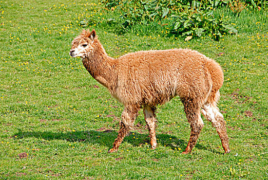 羊驼,成年,保持,驯服,宠物,站立,围场,赫特福郡,英格兰,英国,欧洲