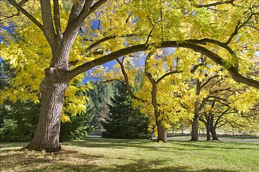 树,州立公园,俄勒冈,美国