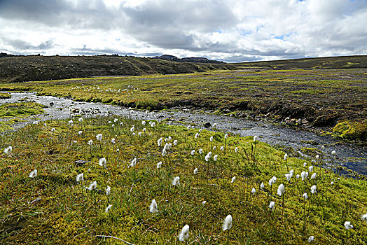 冰岛,羊胡子草,草地,背景,老,熔岩原