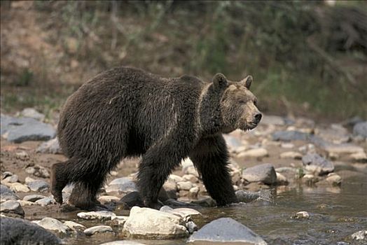 大灰熊,棕熊,成年,雄性,水,犹他,美国