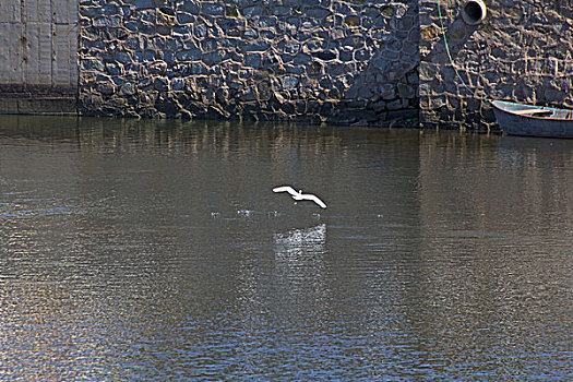 湖中的白鹤