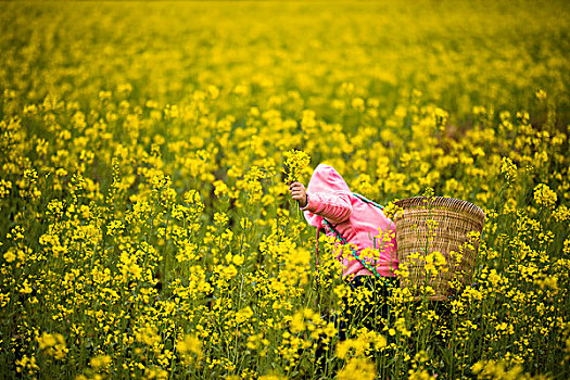 油菜花少女