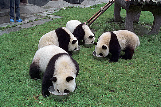 大熊猫