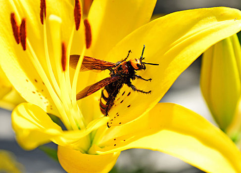 大,蜜蜂,大黄蜂,坐,黄色,百合,花