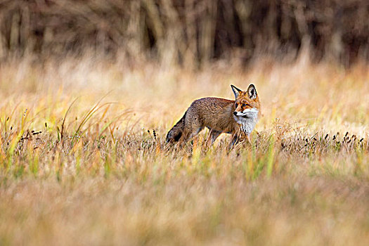 红狐,狐属,秋天,波兰,欧洲