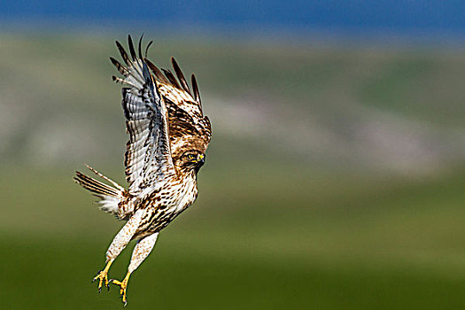 幼小,红尾鹰,飞行,靠近,蒙大拿,美国