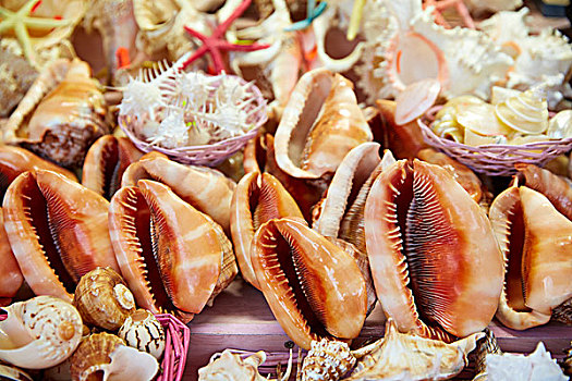 海螺壳,海滩,纪念品,海星,海螺