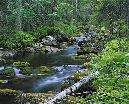 溪流,树林,瑞典