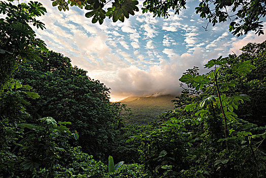 风景,雨林,绿色,山,波多黎各,温暖,日出