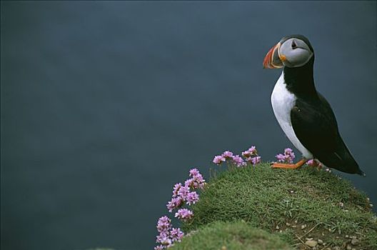 大西洋角嘴海雀,北极,满,饲养,彩色,海洋,节省,海石竹,边缘,设得兰群岛,英国