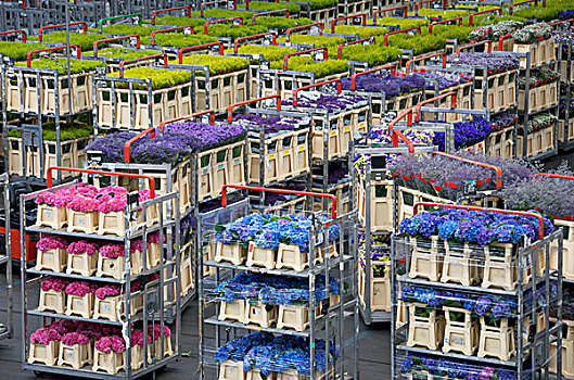 荷兰,阿尔斯梅尔,鲜花拍卖