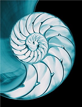 鹦鹉螺,壳