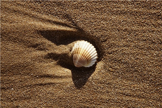 海滩,沙子,纹理,蛤蜊,壳