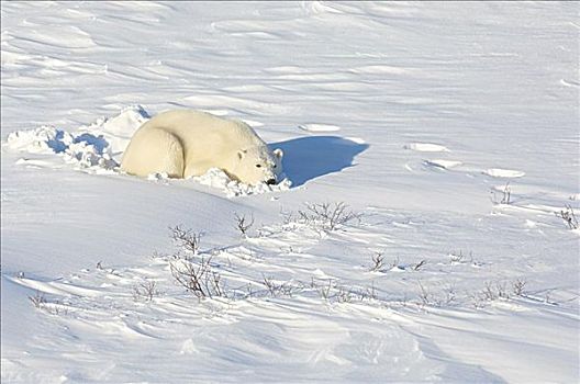 北极熊,雪中