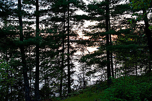 树,树林,湖,木头,安大略省,加拿大