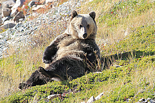 大灰熊,棕熊,挠,背影,冰川国家公园,蒙大拿