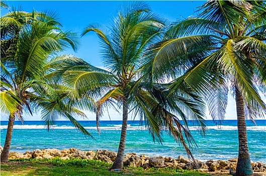 棕榈树,海洋
