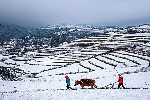 云南东川红土地雪原中的农民在耕地
