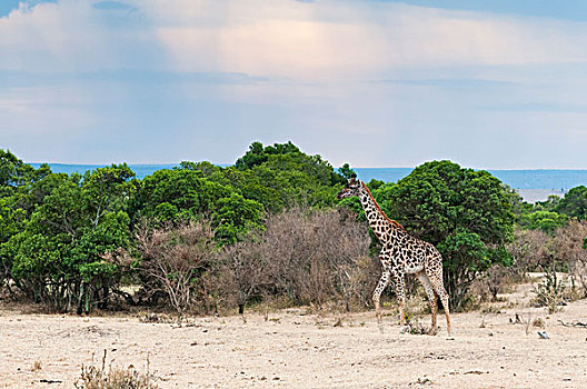 长颈鹿,马赛马拉国家保护区,肯尼亚