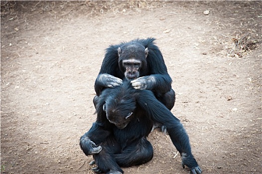 黑猩猩,自由