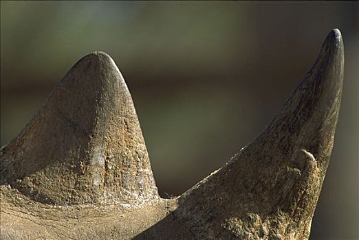 黑犀牛,犄角,肯尼亚