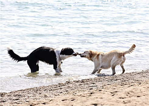 两只,狗,玩,海滩