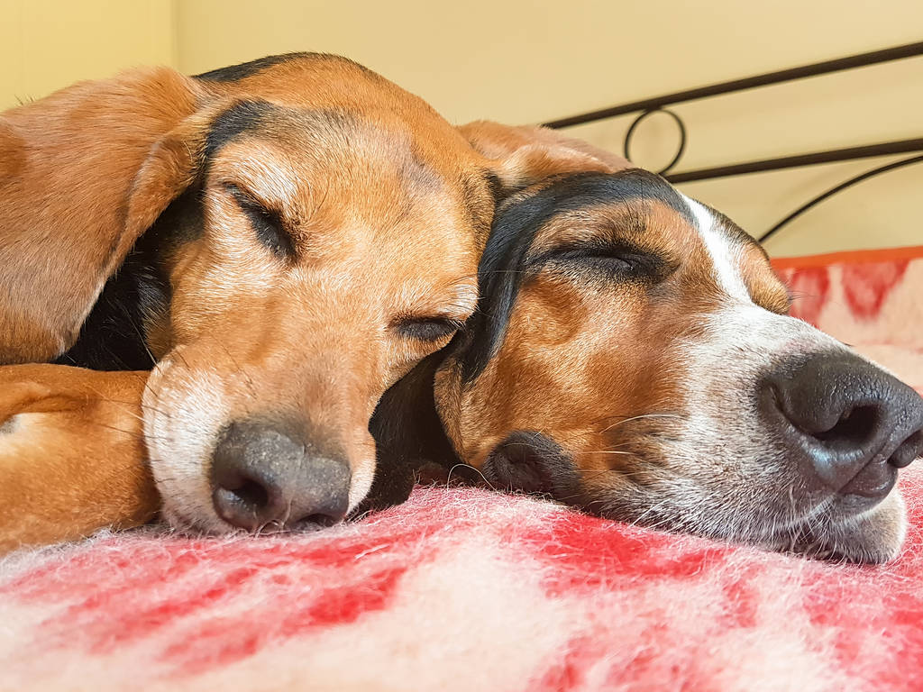 两只狗狗睡觉的照片图片