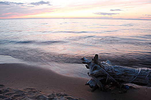 湖,岸边,日落,根除,树,局部,前景,贝加尔湖,俄罗斯,八月,2009年