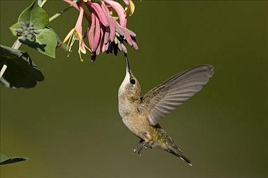 女性,金银花