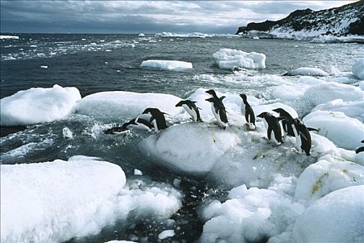 阿德利企鹅,冰,南极