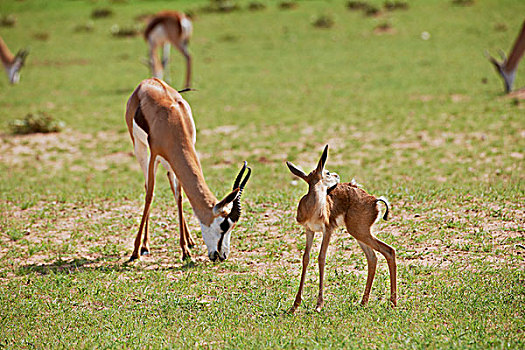 放牧,跳羚,卡拉哈迪大羚羊国家公园,南非