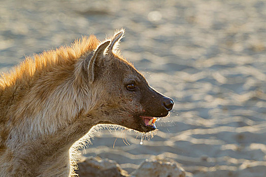 斑点,鬣狗,斑鬣狗,水潭,头像,卡拉哈里沙漠,卡拉哈迪大羚羊国家公园,南非,非洲
