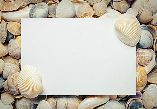 留白,纸张,海螺壳,背景