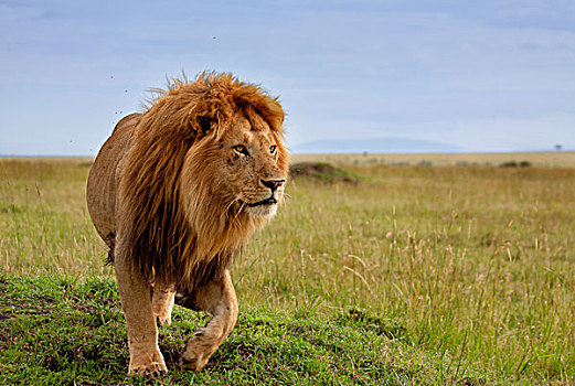长,漂亮,狮子,马赛马拉,肯尼亚