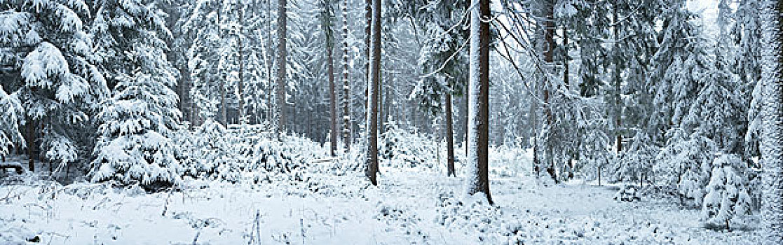 树林,挪威针杉,欧洲云杉,树,积雪,冬天,普拉蒂纳特,巴伐利亚,德国