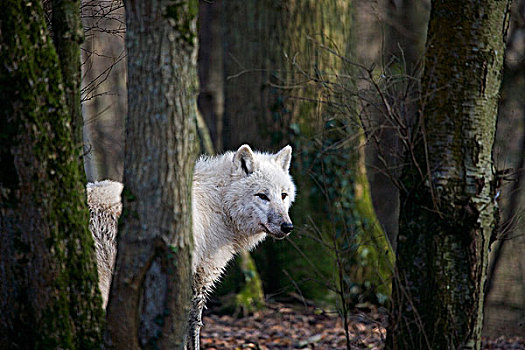 北极狼,狼,成年,隐藏,后面,树