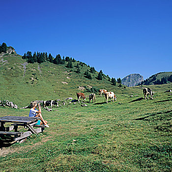 肖像权,法国,法国阿尔卑斯山,坐,女人,野餐桌,母牛,放牧,山