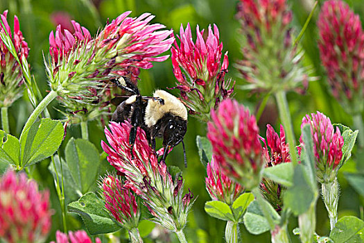 开采,蜜蜂,红三叶草,乔治亚