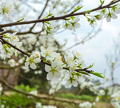 李花